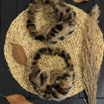 گوش گیر تدی مادام بلا رشت