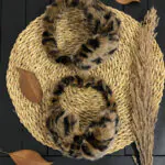 گوش گیر تدی مادام بلا رشت